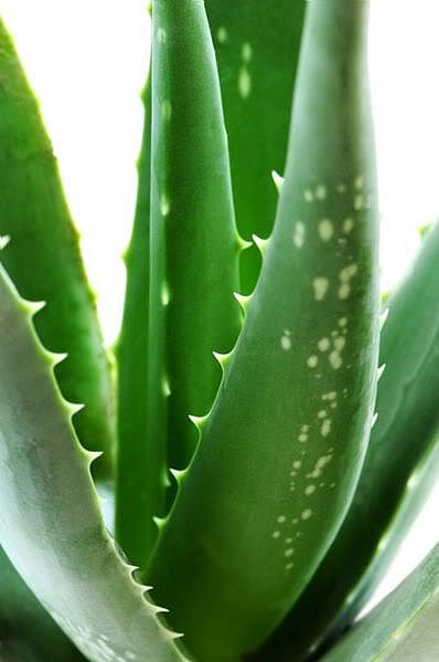 aloe_vera