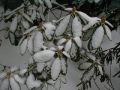 Rododendronite katmine talveks